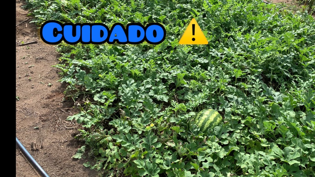 ￼ CUIDADO NÃO FAÇA ISSO NA MELANCIA!! ERROS QUE TE IMPEDE PRODUZIR MELANCIA(depois disso fica fácil)