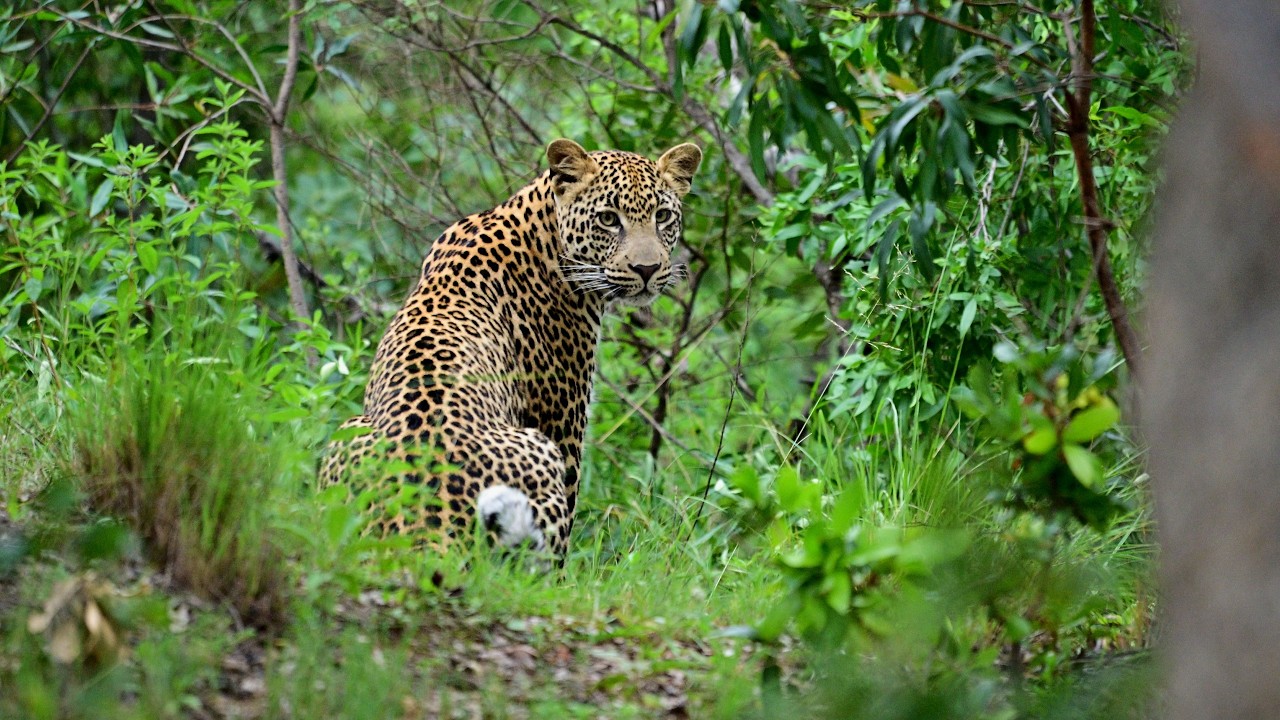 The ghost of Welgevonden: An epic leopard encounter.