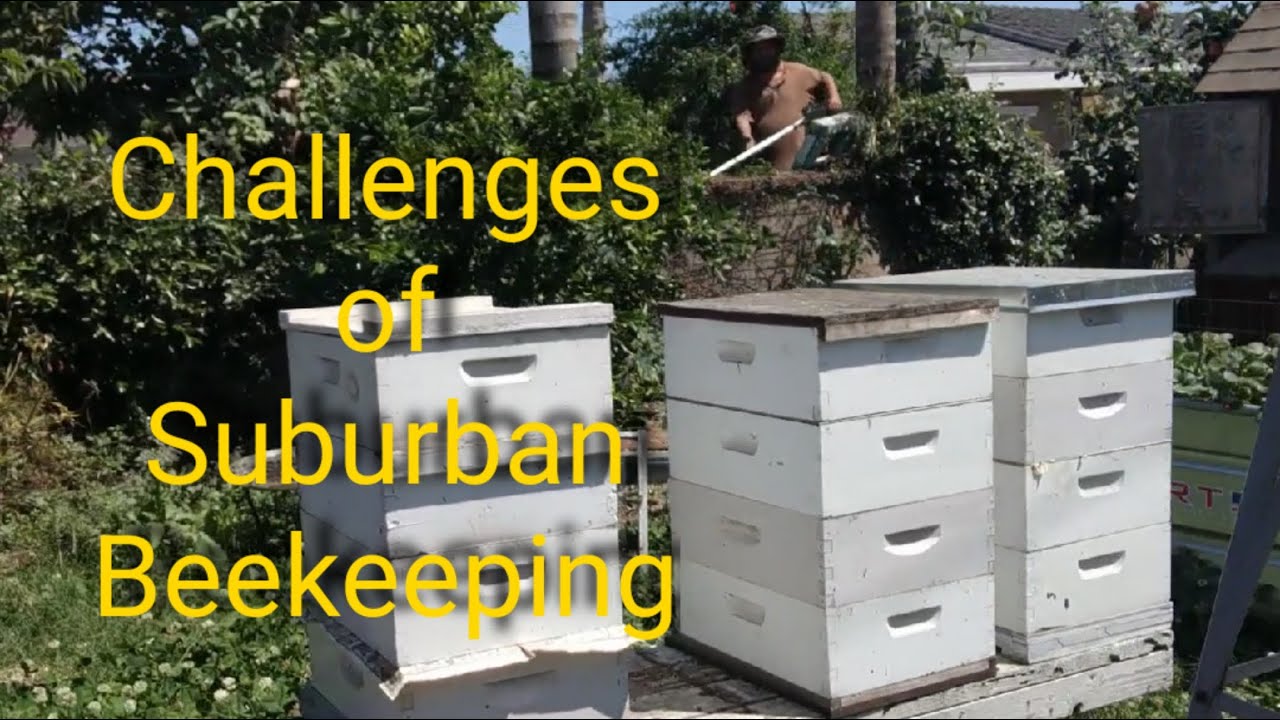 Gentle bees are crucial for the suburban backyard beekeeper