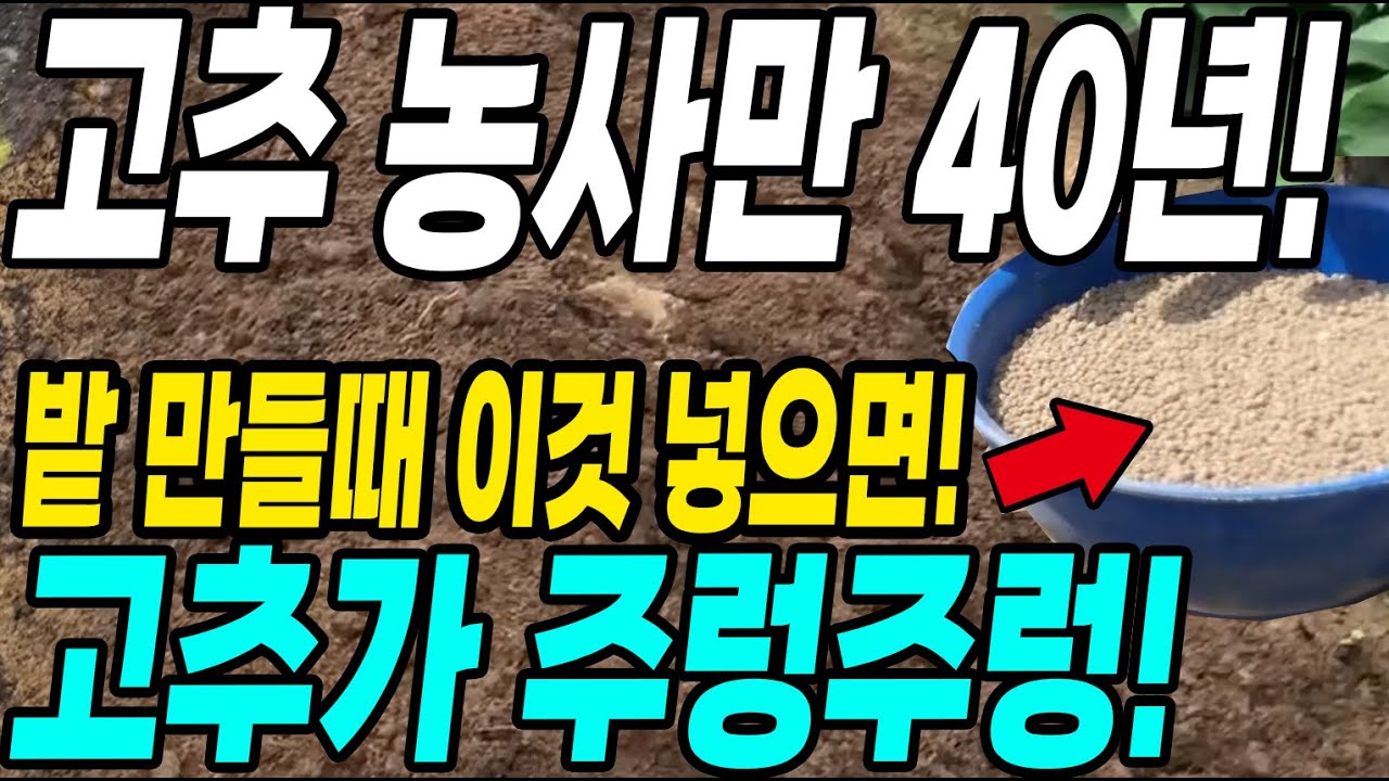 고추농사 40년차 고추밭 만들때 이것 넣으면 고추가 주렁주렁! 탄저병 총채 진딧물 한방에 해결방법!
