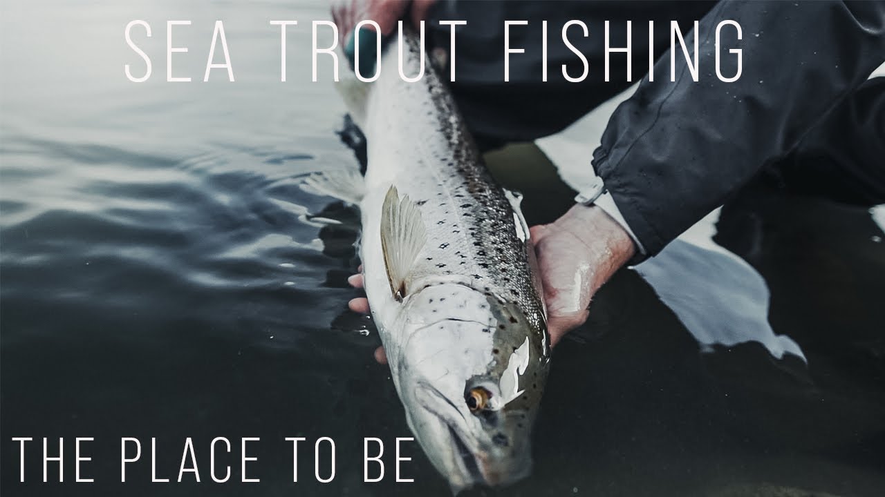 What a trout! - Sea trout Fishing Sweden