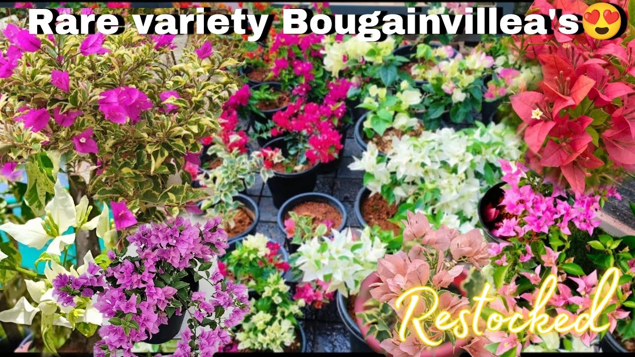 Rare variety Bougainvillea for sale😍/Online sale malayalam/Fidhus World/