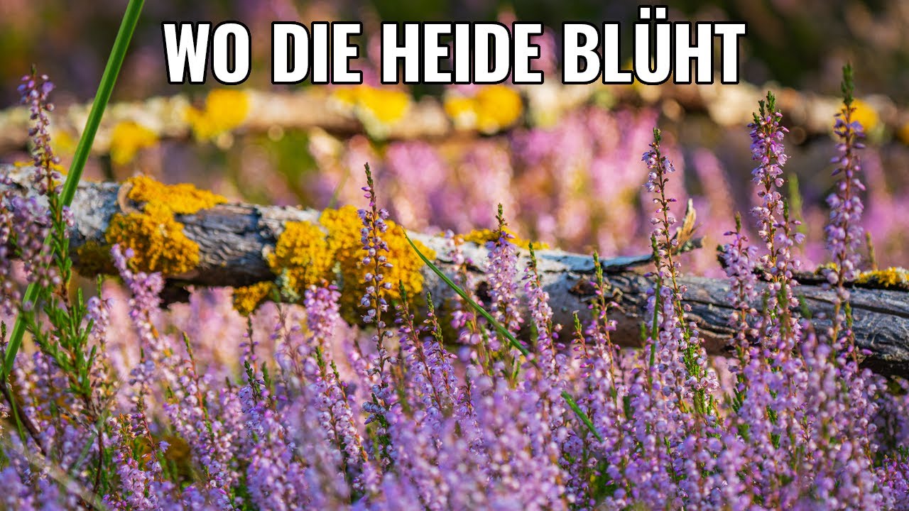 Naturfotografie - Wenn die Heide bl&uuml;ht - Unerwartet sch&ouml;n - Unterwegs in der Oranienbaumer Heide