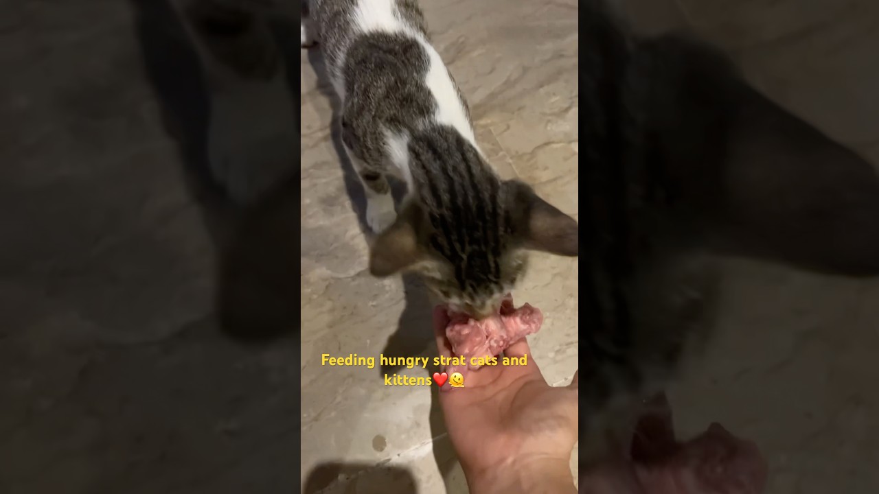 Feeding 