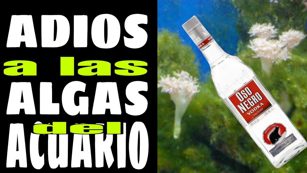ADIOS A LAS ALGAS DEL ACUARIO MARINO