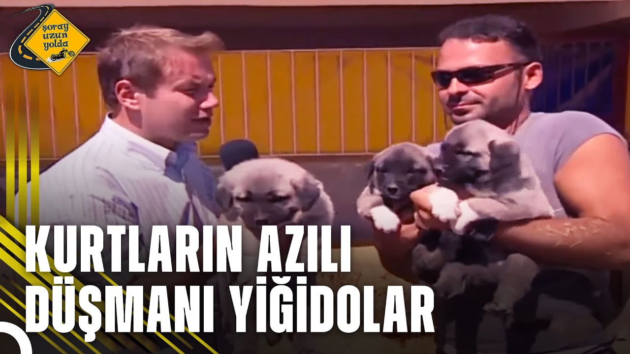 Sivas'ın Göz Bebeği, Kurt Avcısı Sivas Kangalları | Sivas'ta