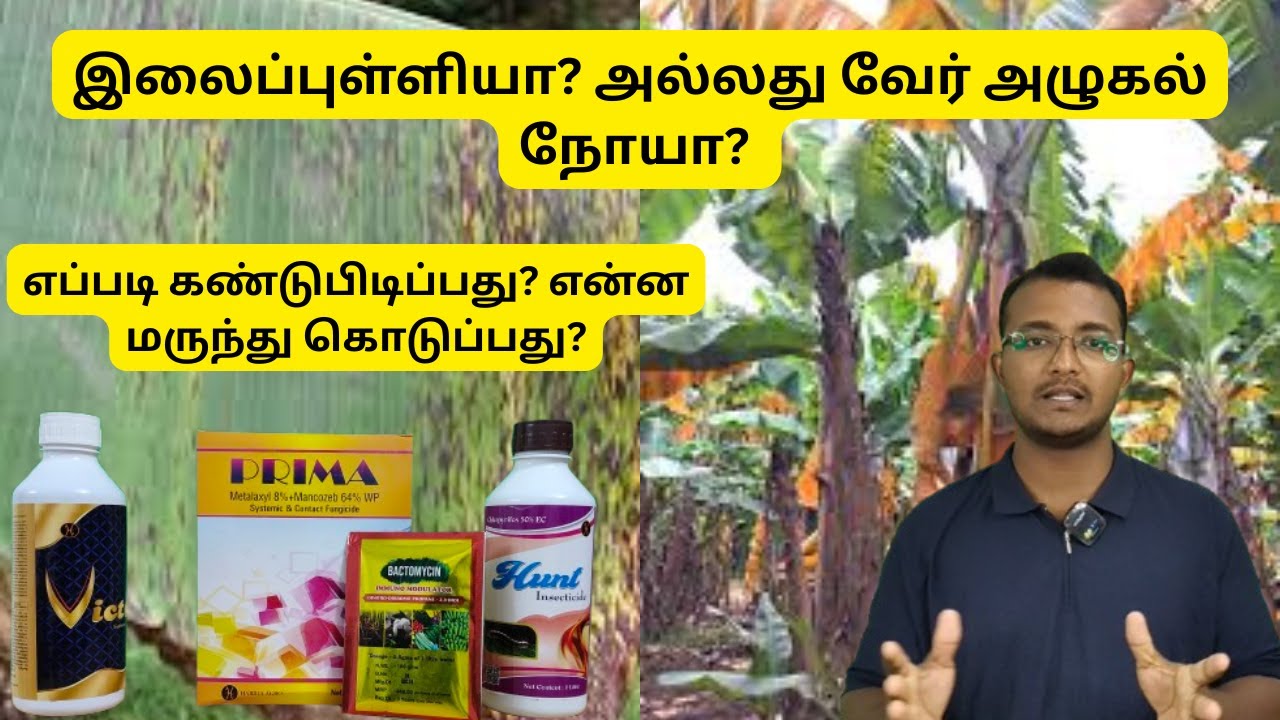 வாழையில் அழுகலா? இனி கவலை வேண்டாம்.. #westa #farming #bananacultivation #banana #bananafarming