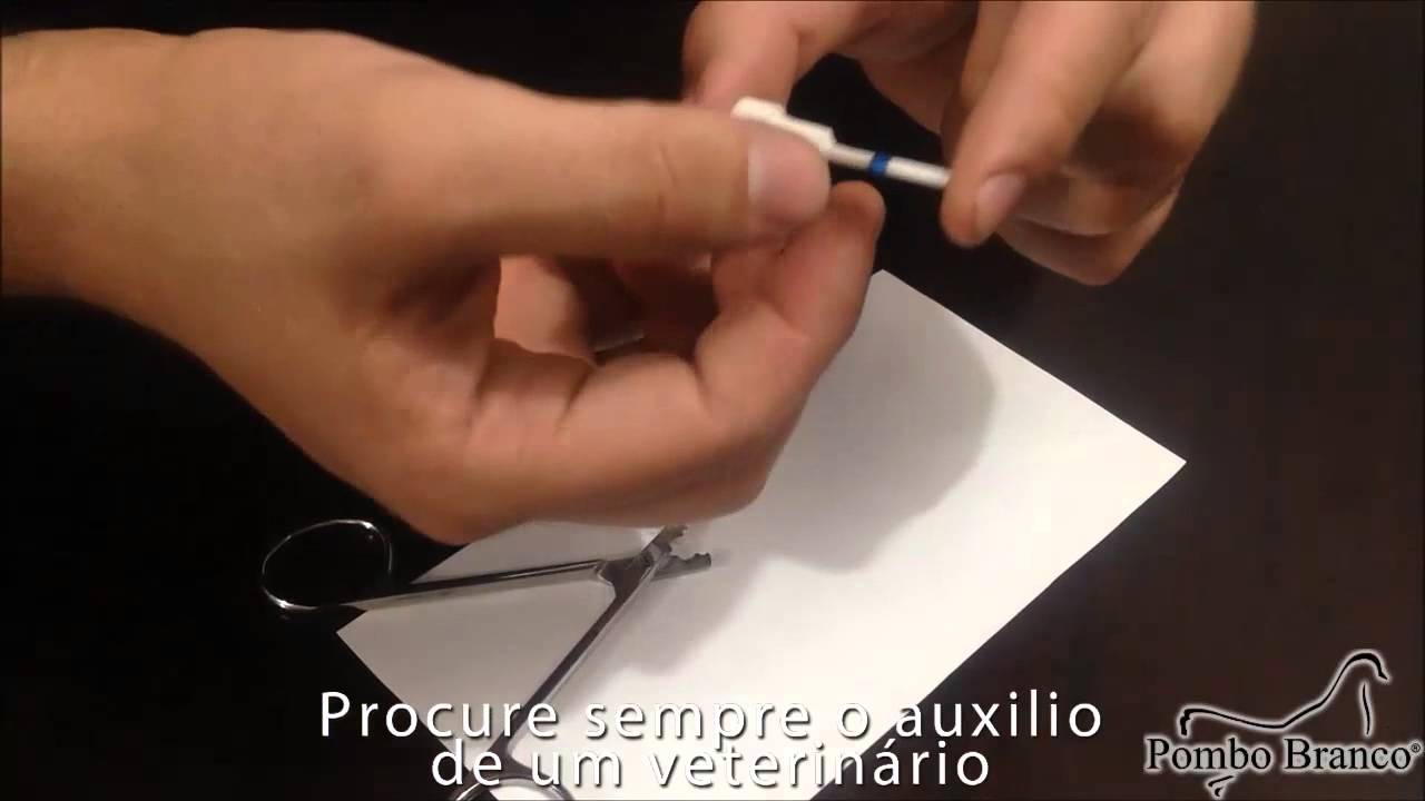 Pombo Branco - Como Cortar a Anilha do Pássaro