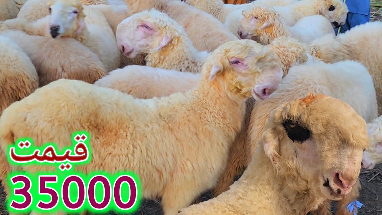 Dera Ghazi Khan Mundra Mandi | Aaj Mandi Mein Rates Saste | Vapaari Pareshan | Fresh Update