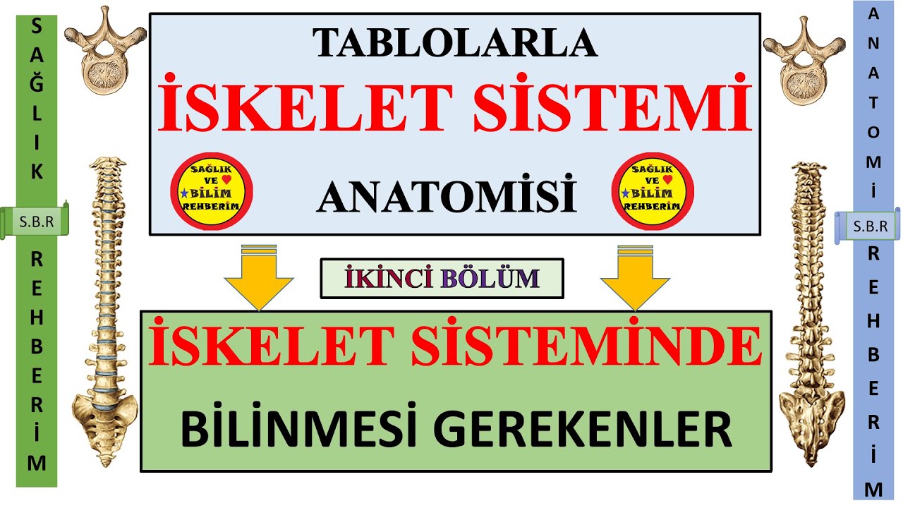 2-İskelet Sistemi Anatomisi , İskelet Sisteminde Temel Olarak Bilinmesi Gereken Tıbbi Terminoloji #2