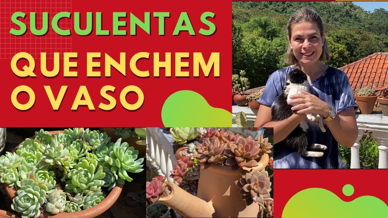 Seleção TOP: SUCULENTAS que enchem o vaso MUITO RÁPIDO /Grazi Bittencourt