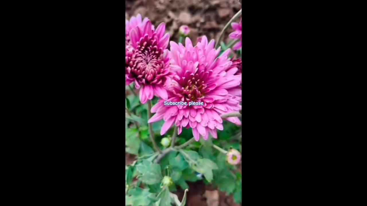 chrysanthemum garden |natural flowers!