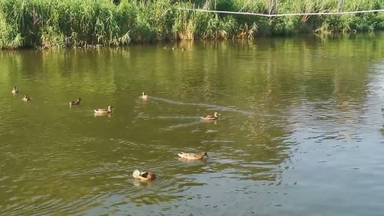 La Lacul Noua din Brașov, 13.07.2025