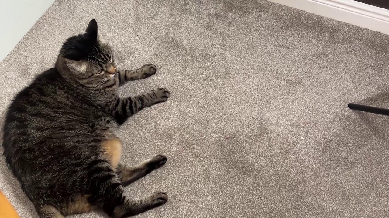 Lowmingo en directo! Novedades Low cost | Descubriendo amorsitos