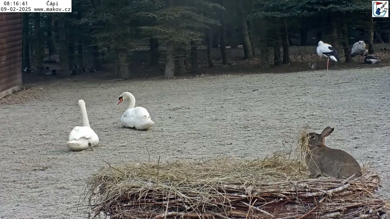 Paní Králíkové se zalíbily čapí peřinky, tak si je postupně odnáší do svého hnízdečka