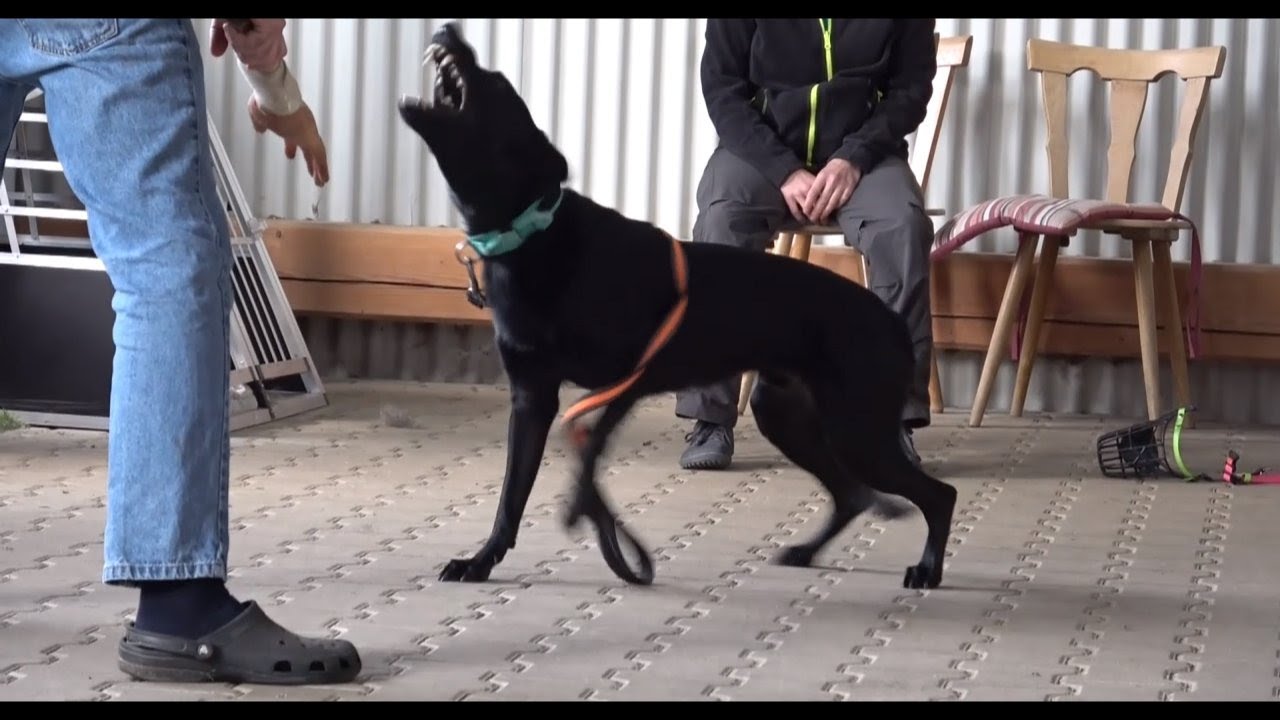 Erklär-Video – Aggressive Hunde im Tierheim