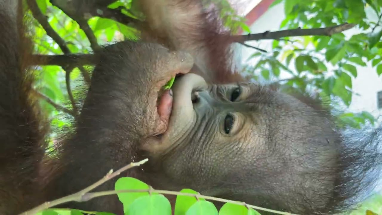 Arto the baby orangutan feasting on starfruit