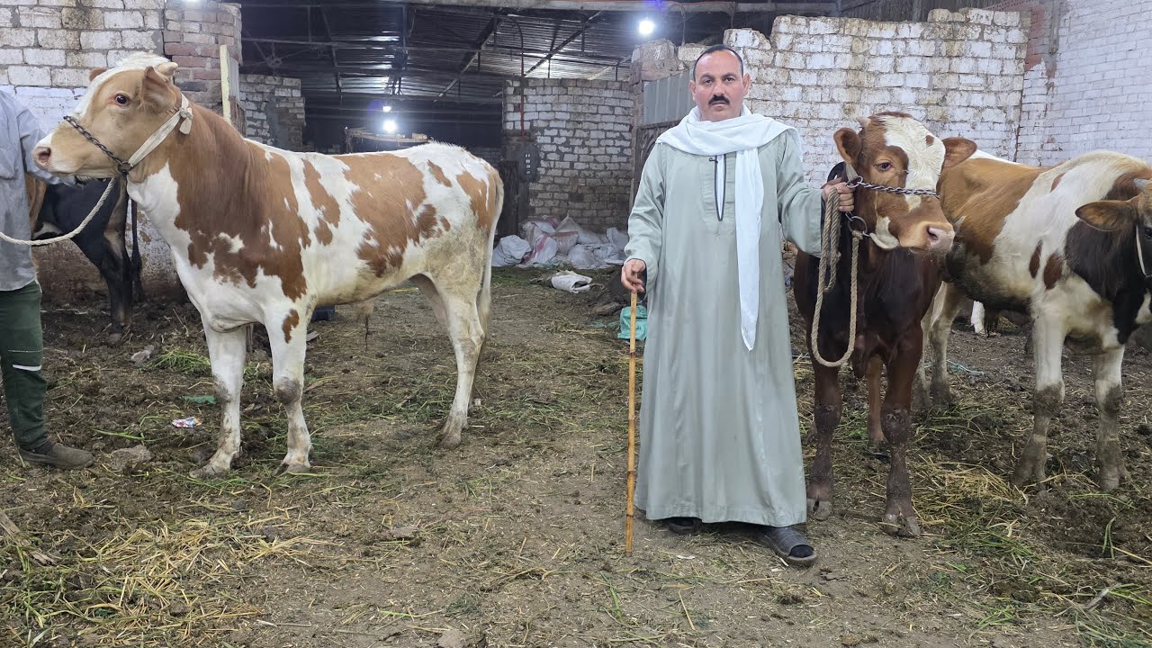 عرض حلويات رمضان سلالات عالية بروان وممبليار وسيمنتال عشر وانية اسعار من تحت في العجلات الانيه