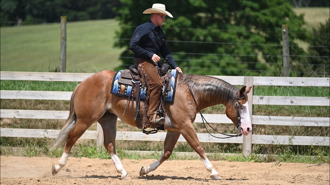BOB Proudly Offered by Diamond K Horses at the 2025 Horseman’s Mission Select Sale