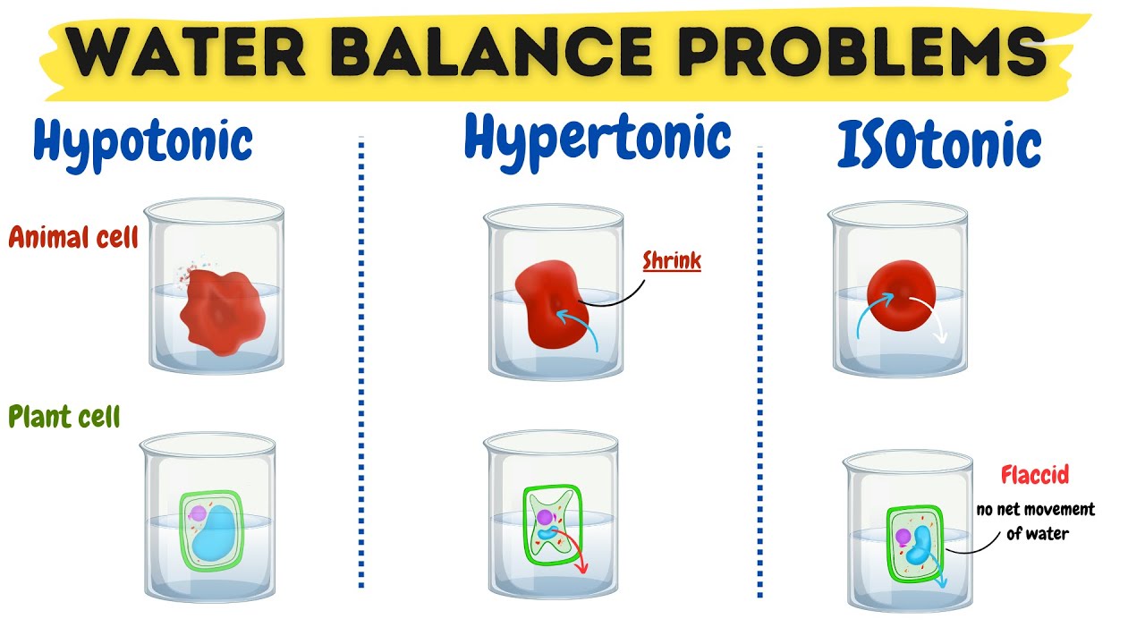Hypertonic Hypotonic and Isotonic Solutions