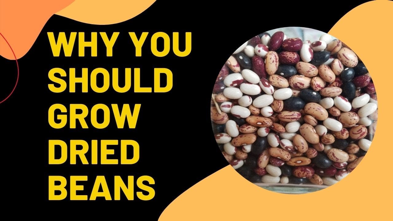 Why You Should Grow Dried Beans