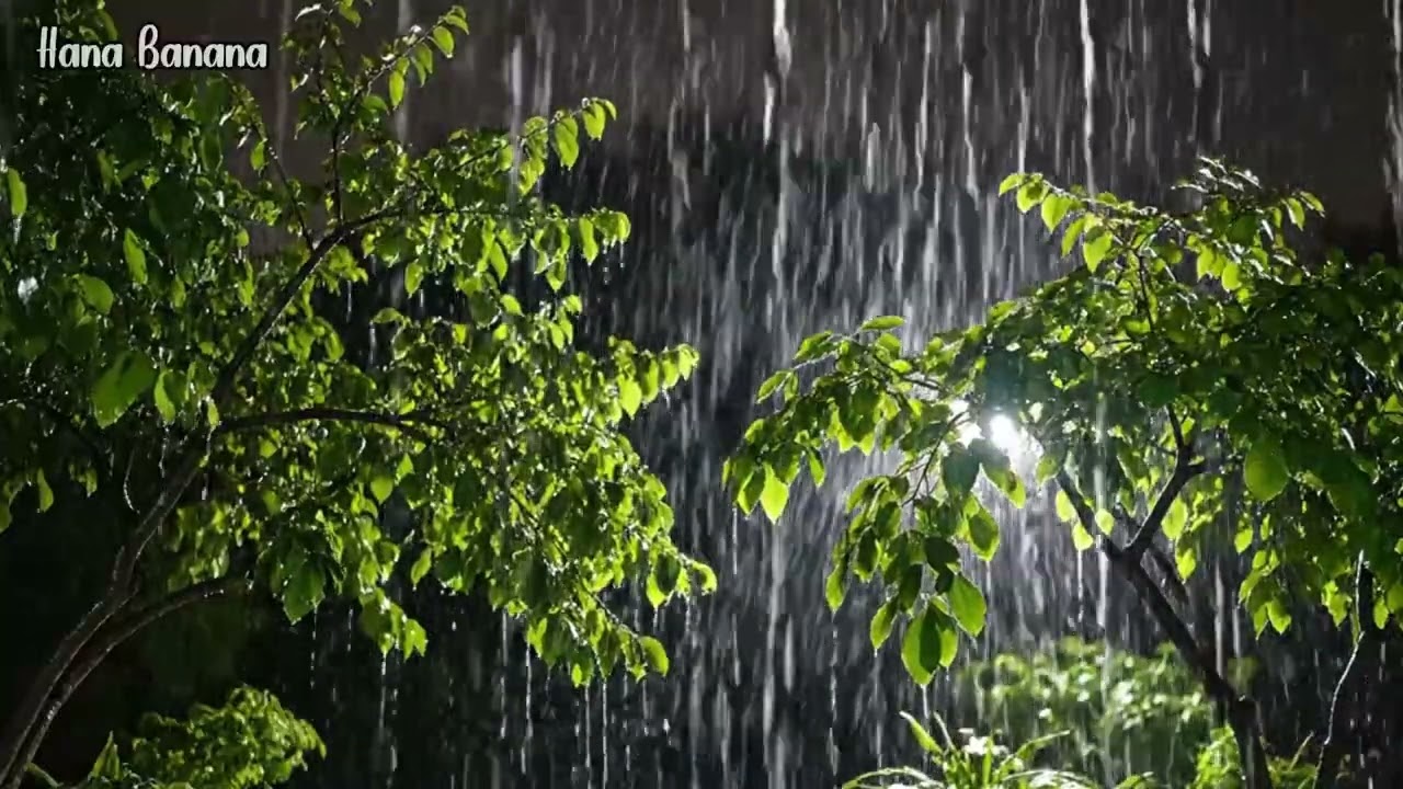 Relaxing Forest Rain ASMR for Sleep & Stress Relief
