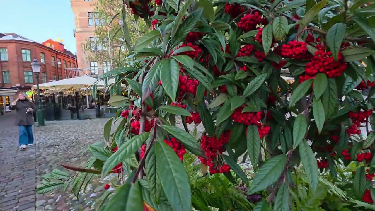 Lilla Torg - Malm&ouml; [Nov 2025]