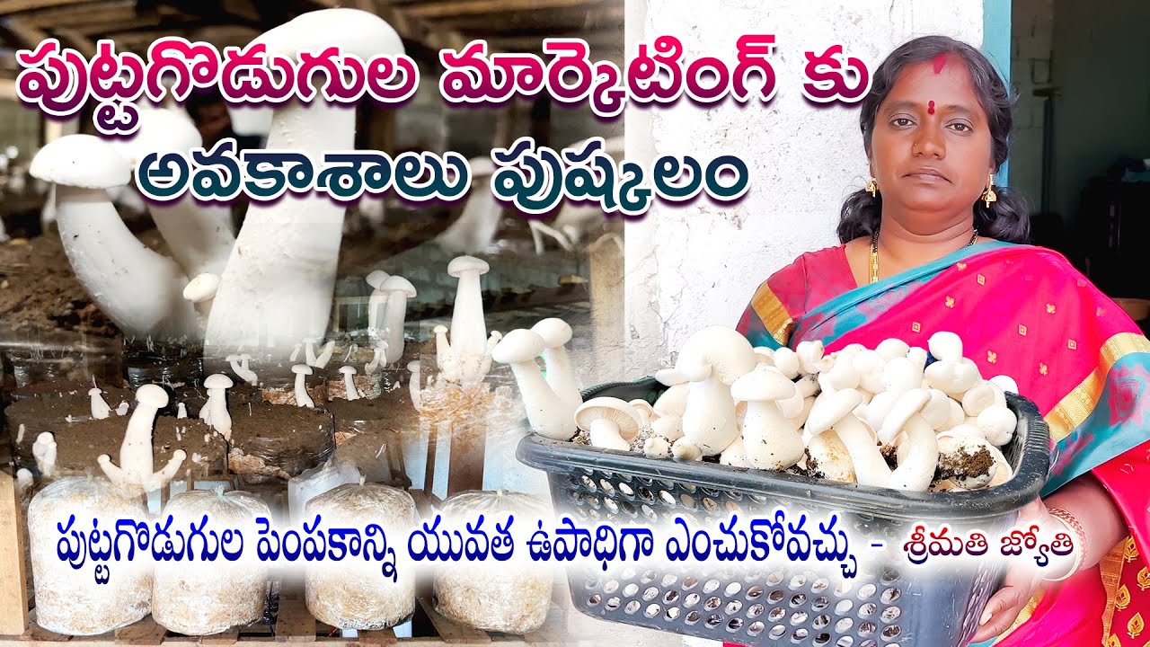 Mushroom Puttagodugulu || పుట్టగొడుగుల మార్కెటింగ్ కు  అవకాశాలు పుష్క లం || Mushroom Cultivation