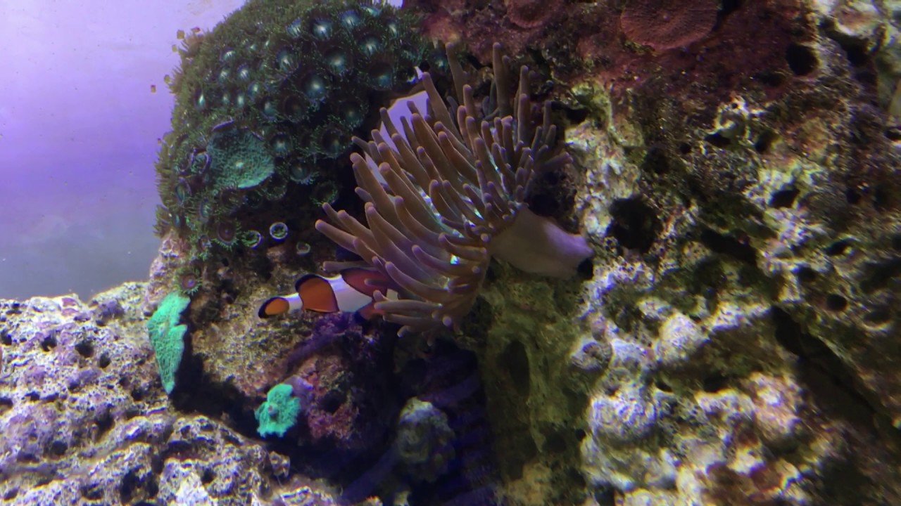 Clownfish biting his anemone