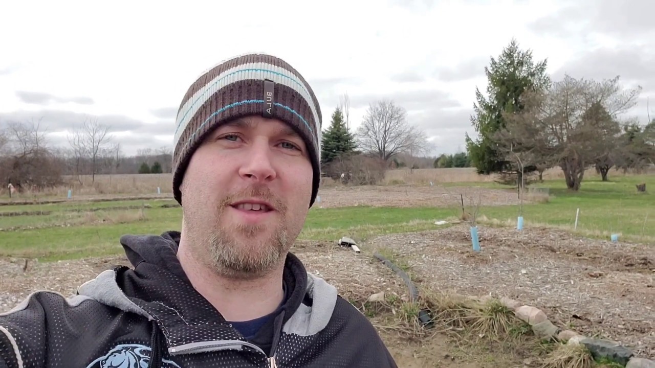 How To Prune Grapes Cane Style (Concord) + Raised Beds