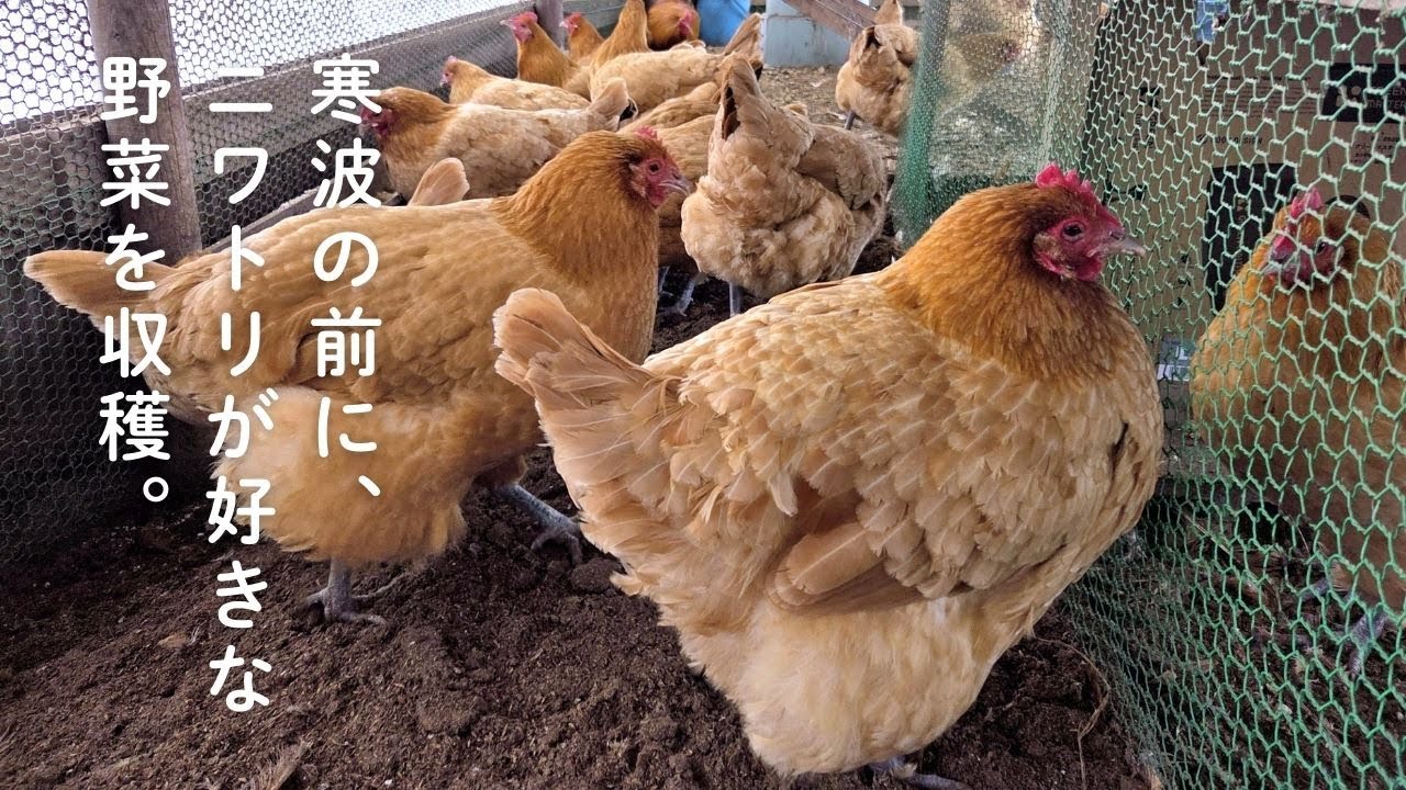 寒波の前に！ニワトリが好きな野菜を収穫【つちのうえの日々 #11】