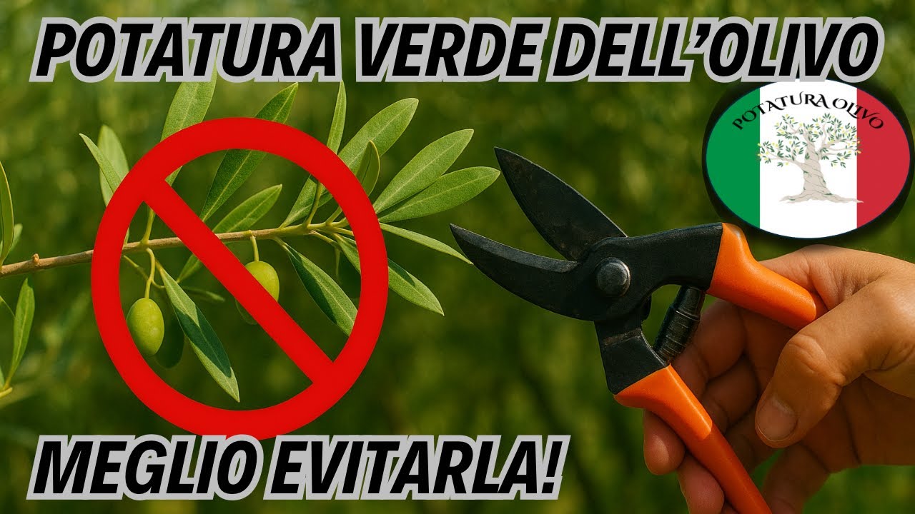 Potatura verde dell’olivo: va fatta o no? 