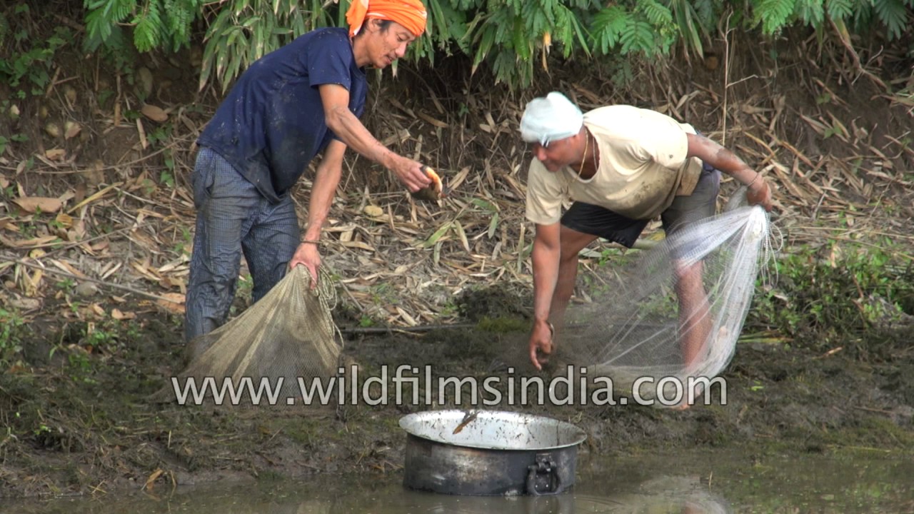 How net fishing is done in north-eastern India