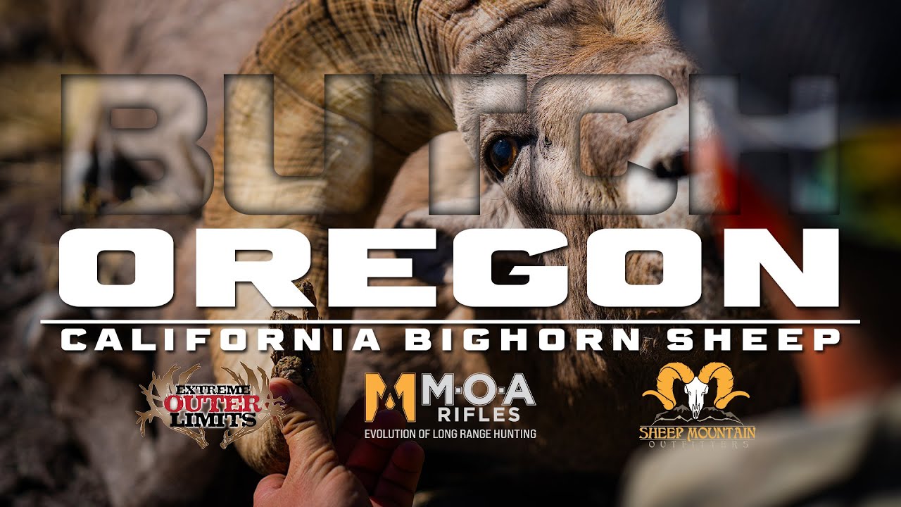 Oregon - California Bighorn Sheep - MOA Rifles + Sheep Mountain Outfitters