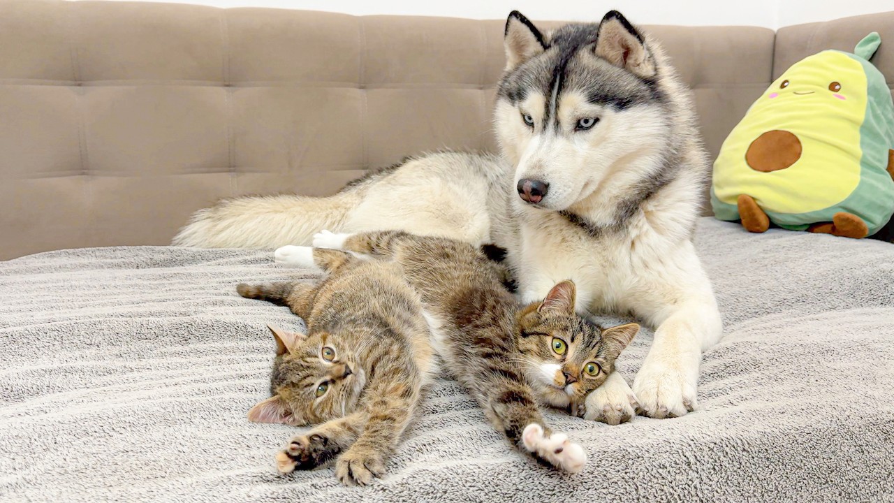 Giant Husky's Hilarious Reaction to Adorable Kittens!!