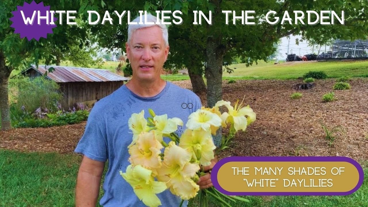 THE MAGIC OF NEAR WHITE DAYLILIES| Near White Daylilies in the Garden