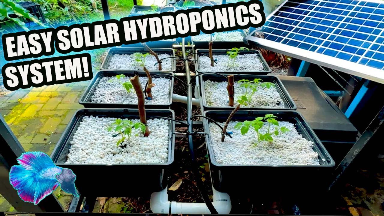 SOLAR DUTCH BUCKET HYDROPONICS : New Improved System!