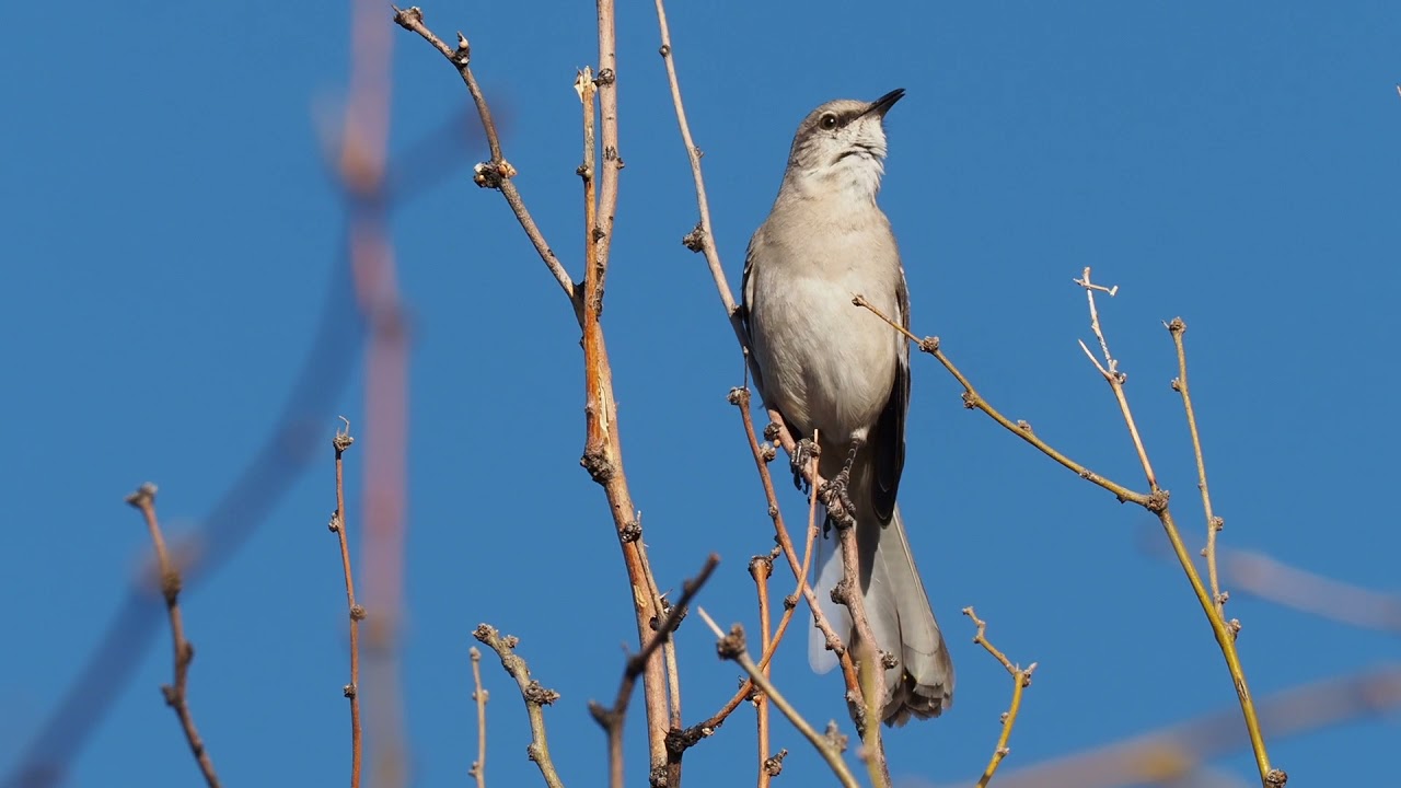 Northern Mockingbird Song 5 mins HD