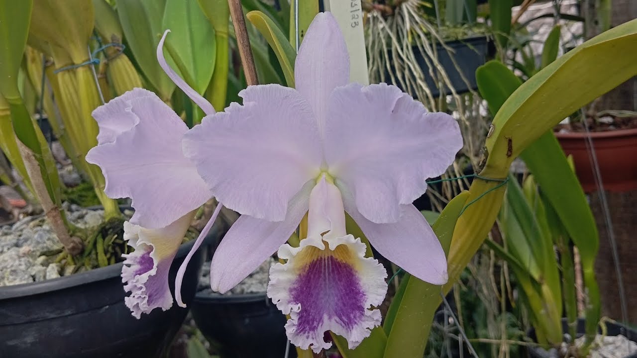 CULTIVO DA CATTLEYA LABIATA