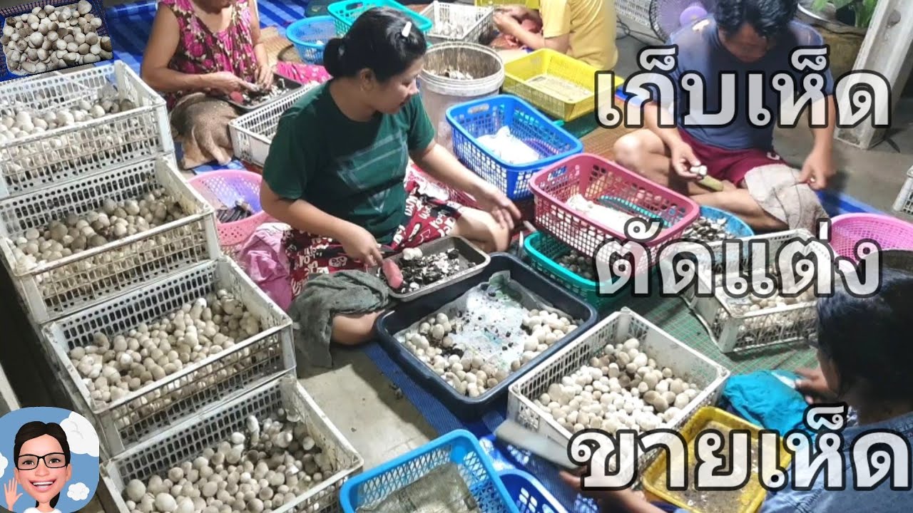 เห็ดออกเก็บดอกผล..คลิปนี้มีแต่ความสุข เห็ดฟางนะคะ#ป้าตุ้ยยูทูป@ร้อยรูปเล่าเรื่อง