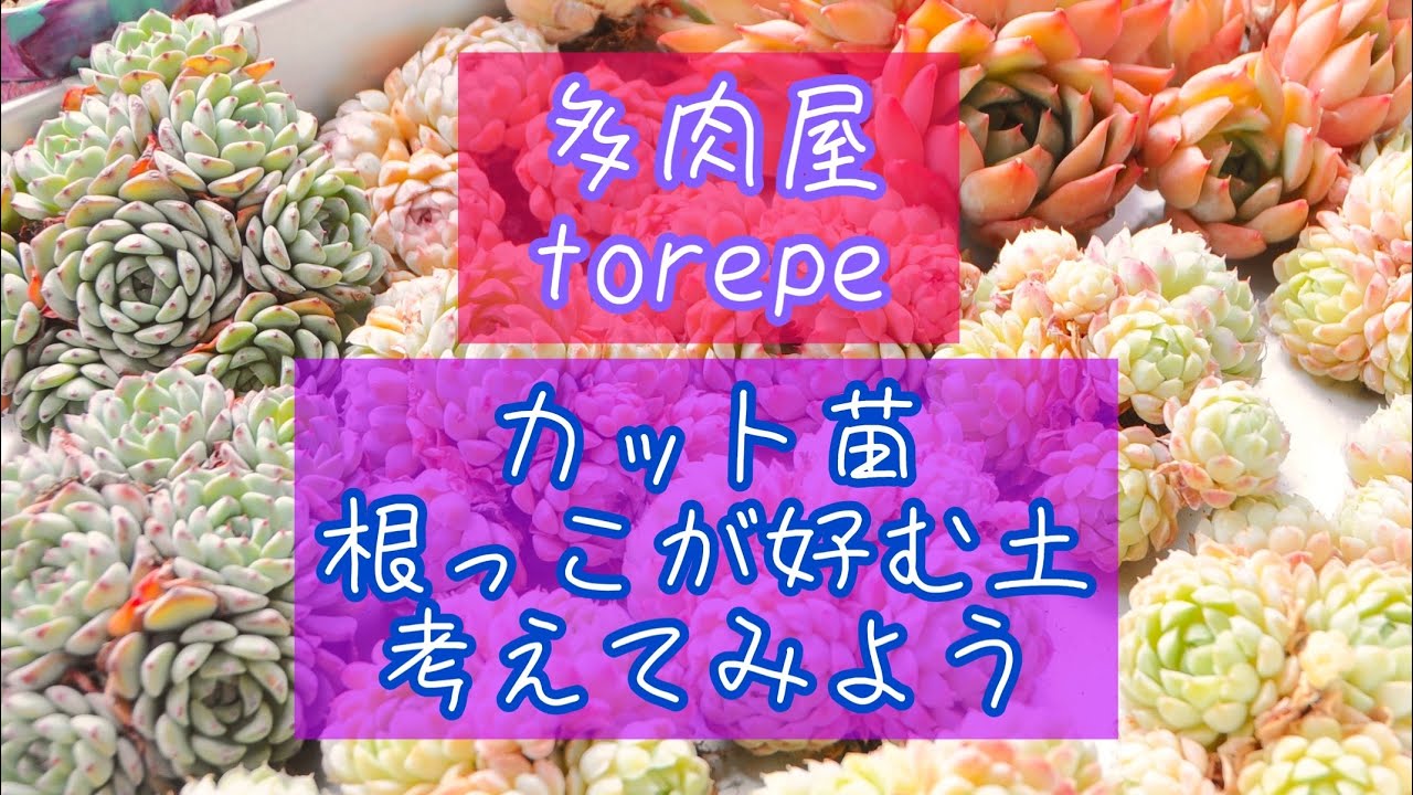 カット苗　根っこが好む土考えてみよう！トレペおすすめボトルwww多肉屋torepe