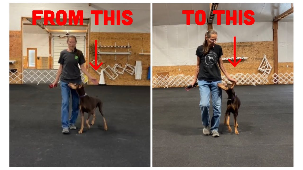 Competition Heel - How to Train Your Dog to Not Forge or Crabwalk