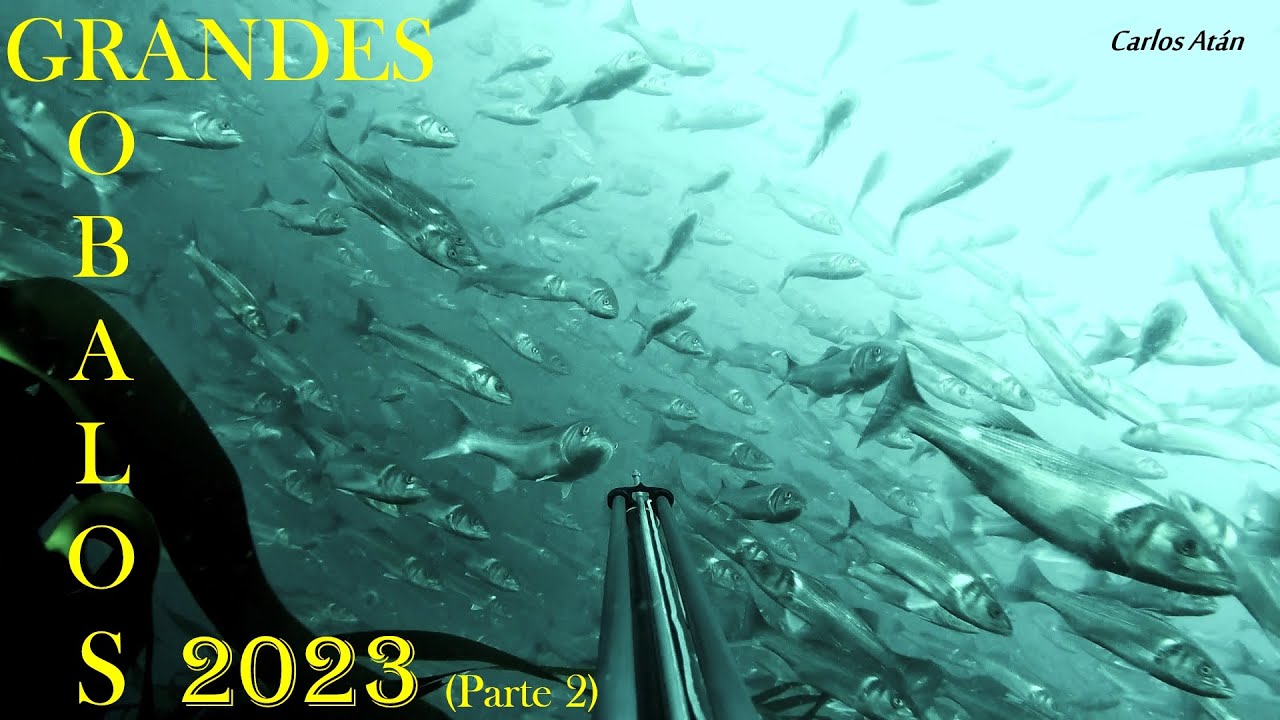 Grandes Robalos 2023 (Parte 2)
