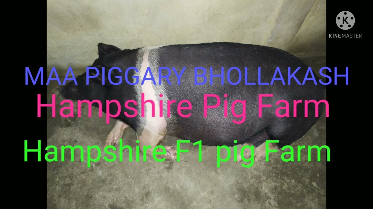 MAA PIGGARY BHOLLAKASH HARISINGA UDALGURI B.T.R. ASSAM HAMPSHIRE HDK 75 PIG FARM