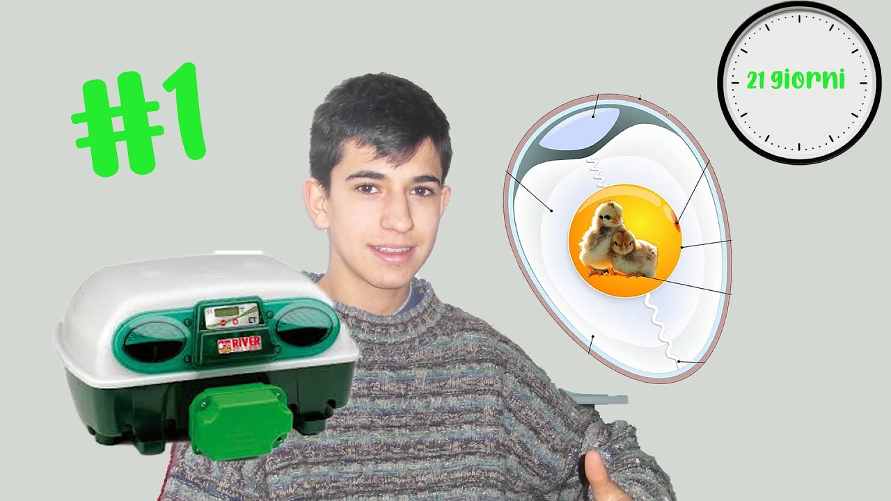 INCUBIAMO UOVA DI GALLINA ( COLLABORAZIONE CON RIVER SYSTEM )