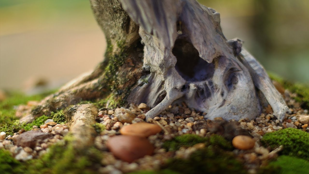 Martin (Duranta Repens) vídeo 6