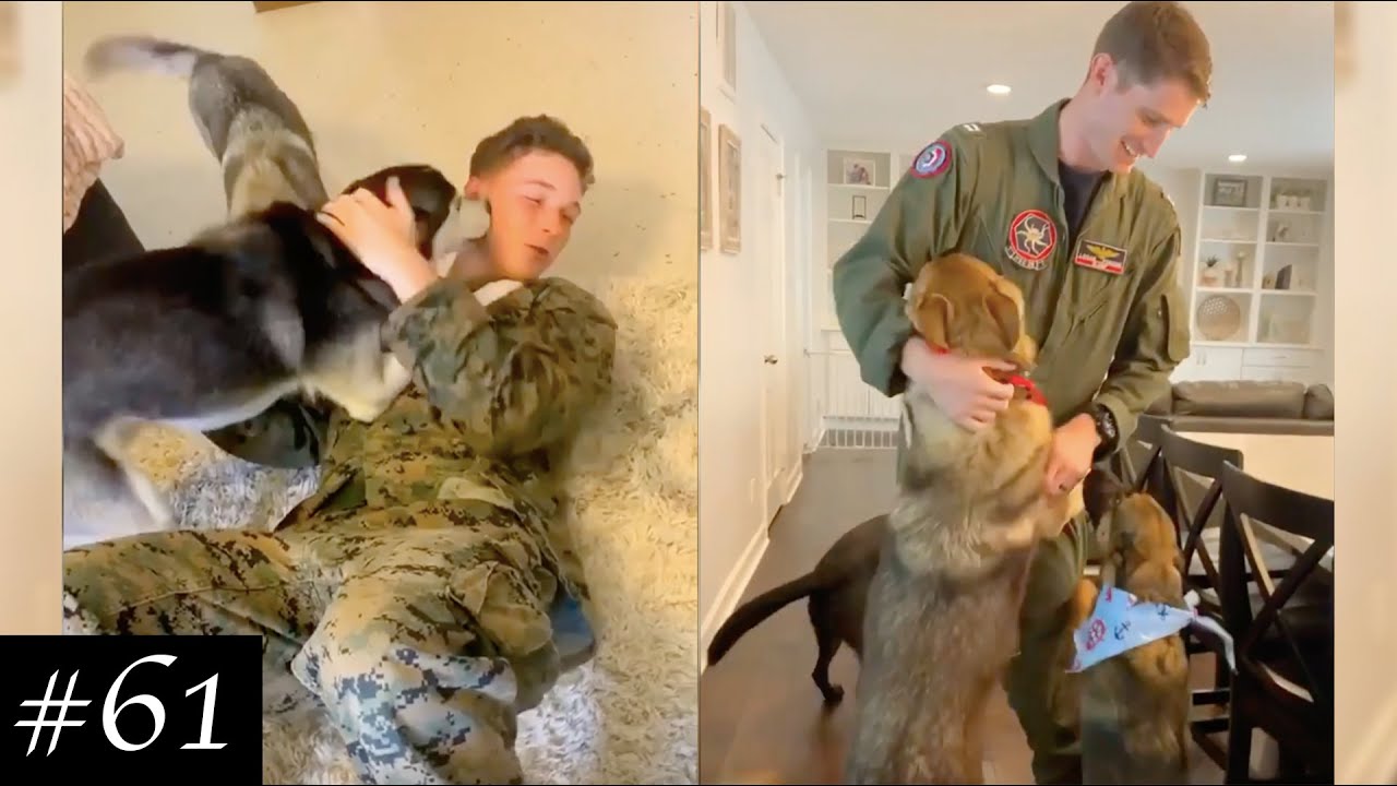 Dogs Reaction To Soldiers Coming Home 🐶😭 | Try Not To Cry