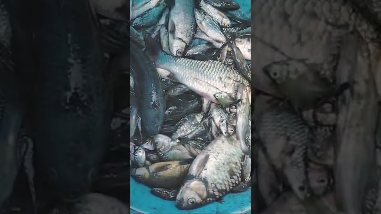 vlog fish like