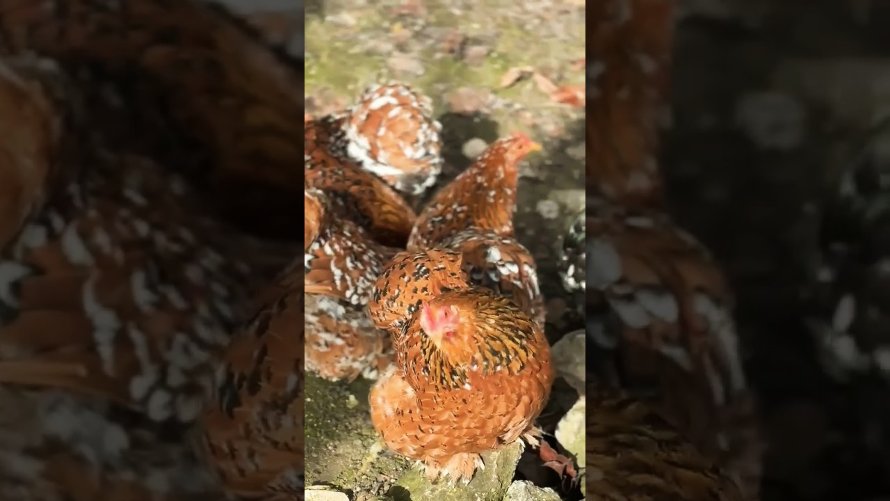 Cochin bantam chickens 🥰 #shorts #ytshorts #trending #youtubeshorts #cochinbantam