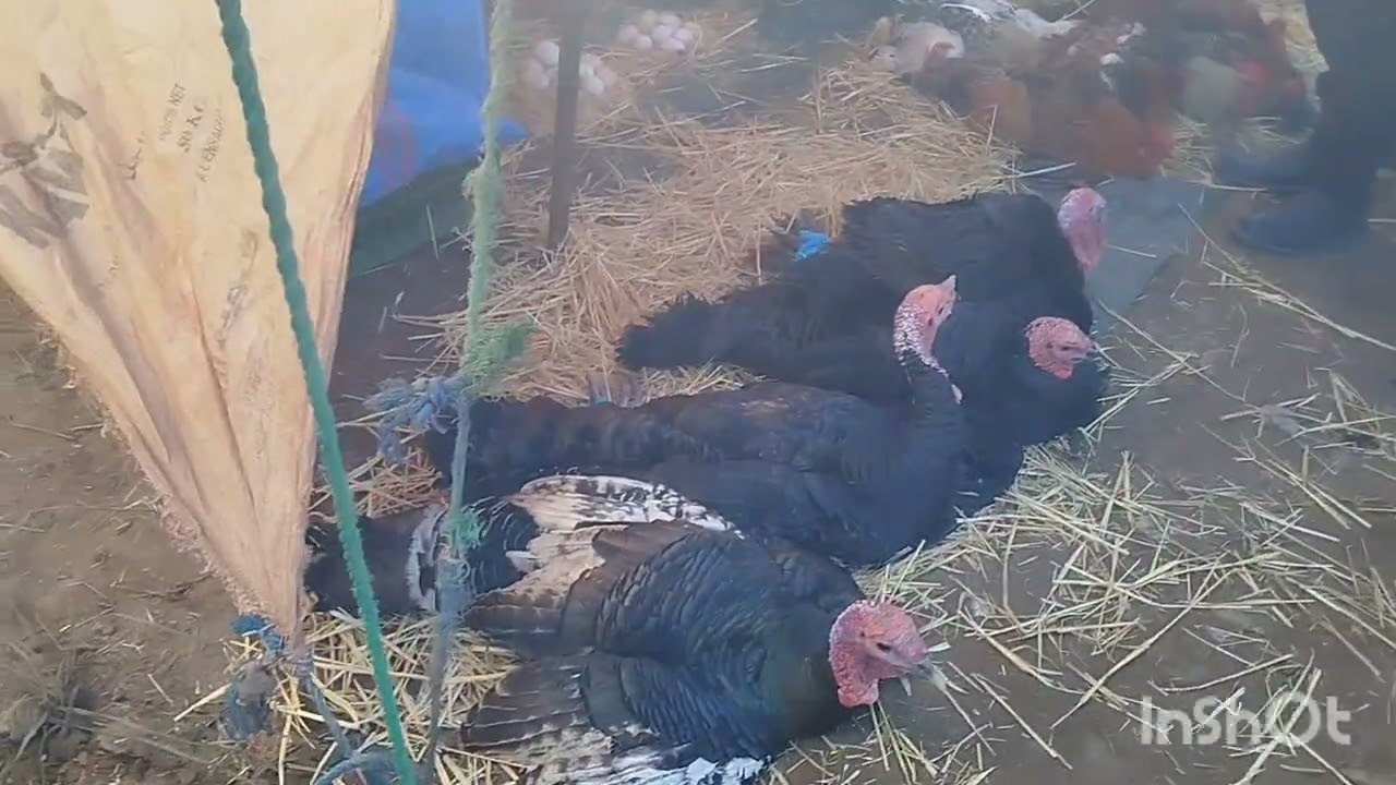 ❣️اثمنة الدجاج والارانب من سوق السبيت اليوم21/02/26❣️